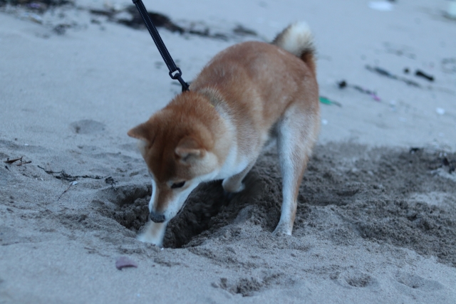 穴を掘る柴犬