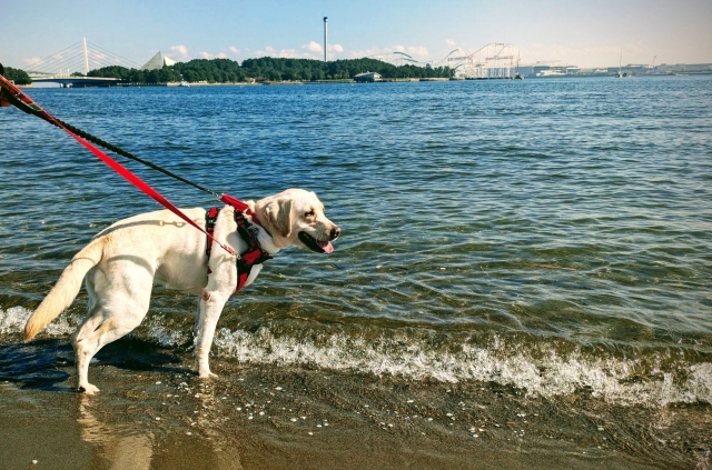 ダブルリードの犬