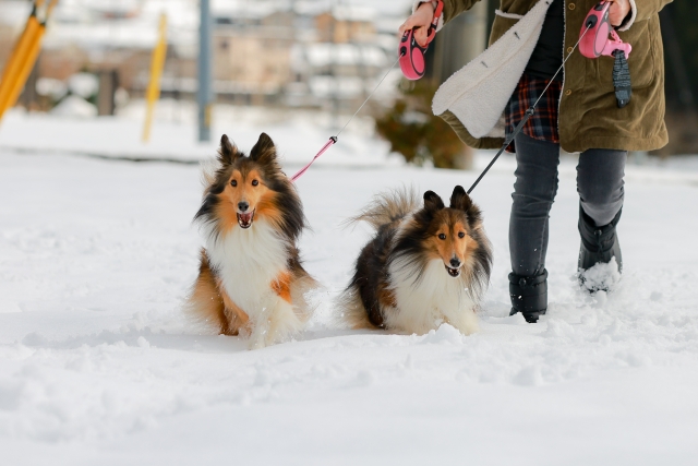 冬に散歩をしている犬