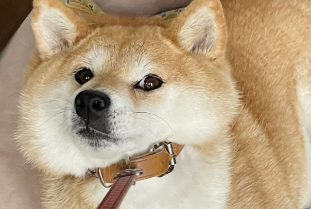 拒否柴　アップ