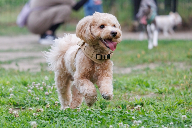ハーフ犬(マルプー)
