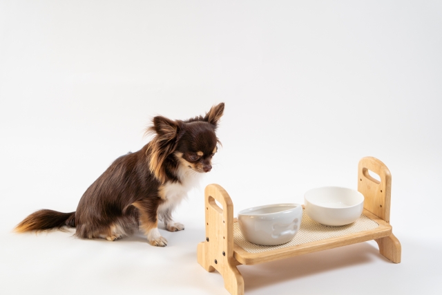 ごはんを食べないチワワ