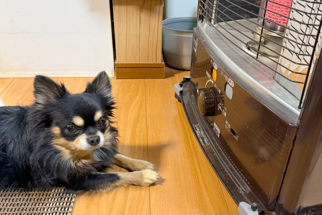 ストーブにくっついているチワワ