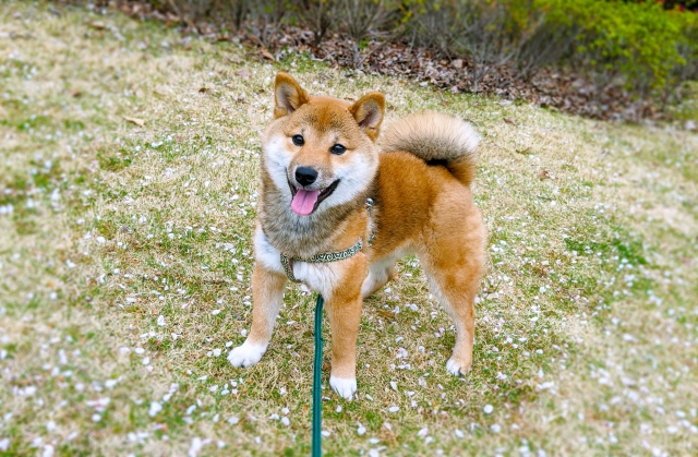 笑顔で散歩中の柴犬