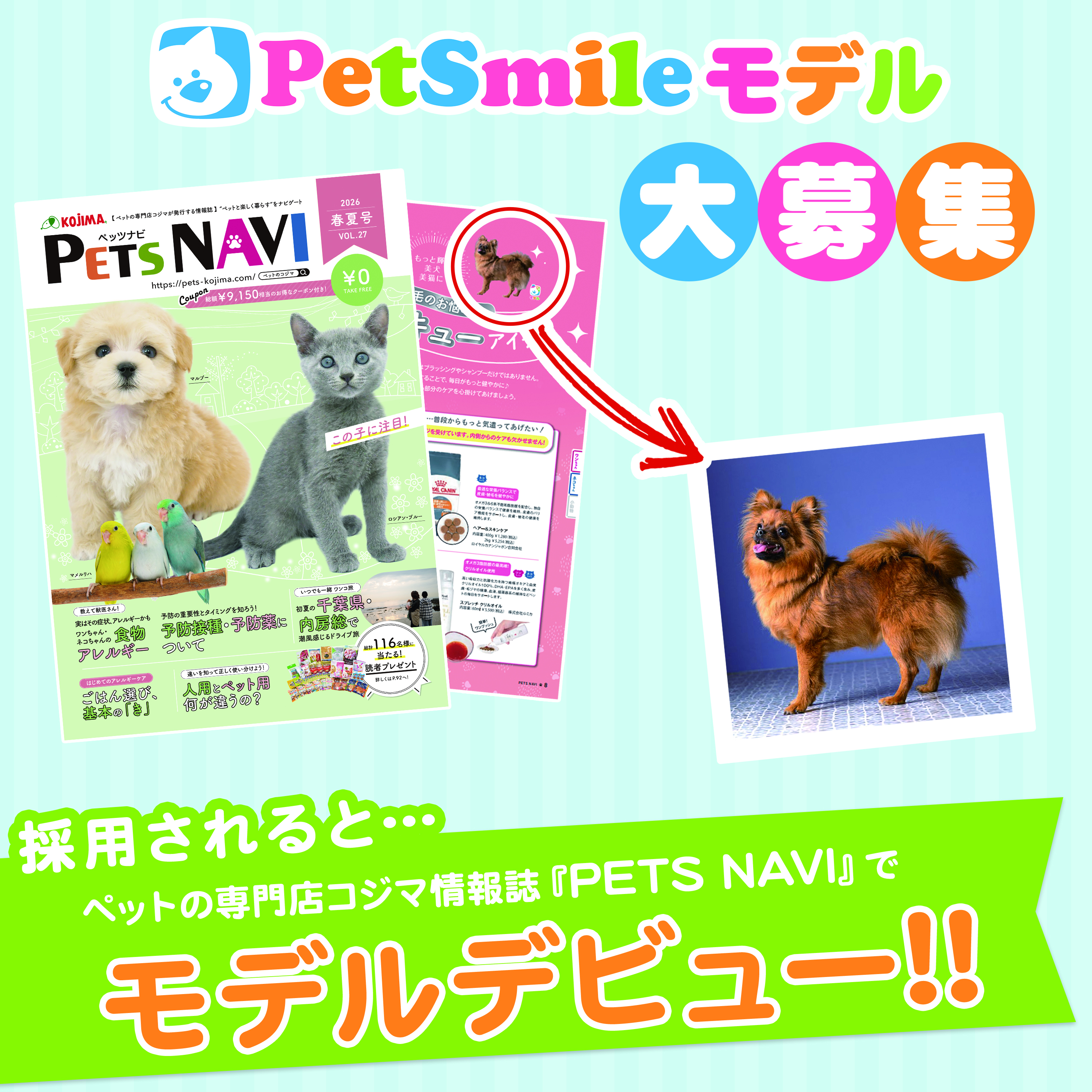 【モデル大募集】コジマの情報誌「PETS NAVI」でうちの子も、モデルデビュー！