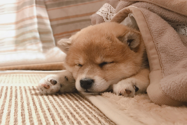 こたつで頭だけ出して寝ている柴犬