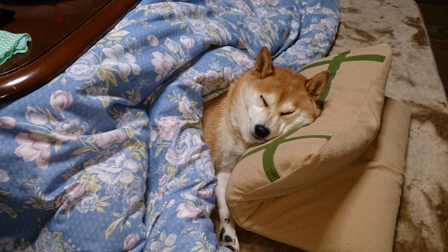 こたつで寝ている柴犬