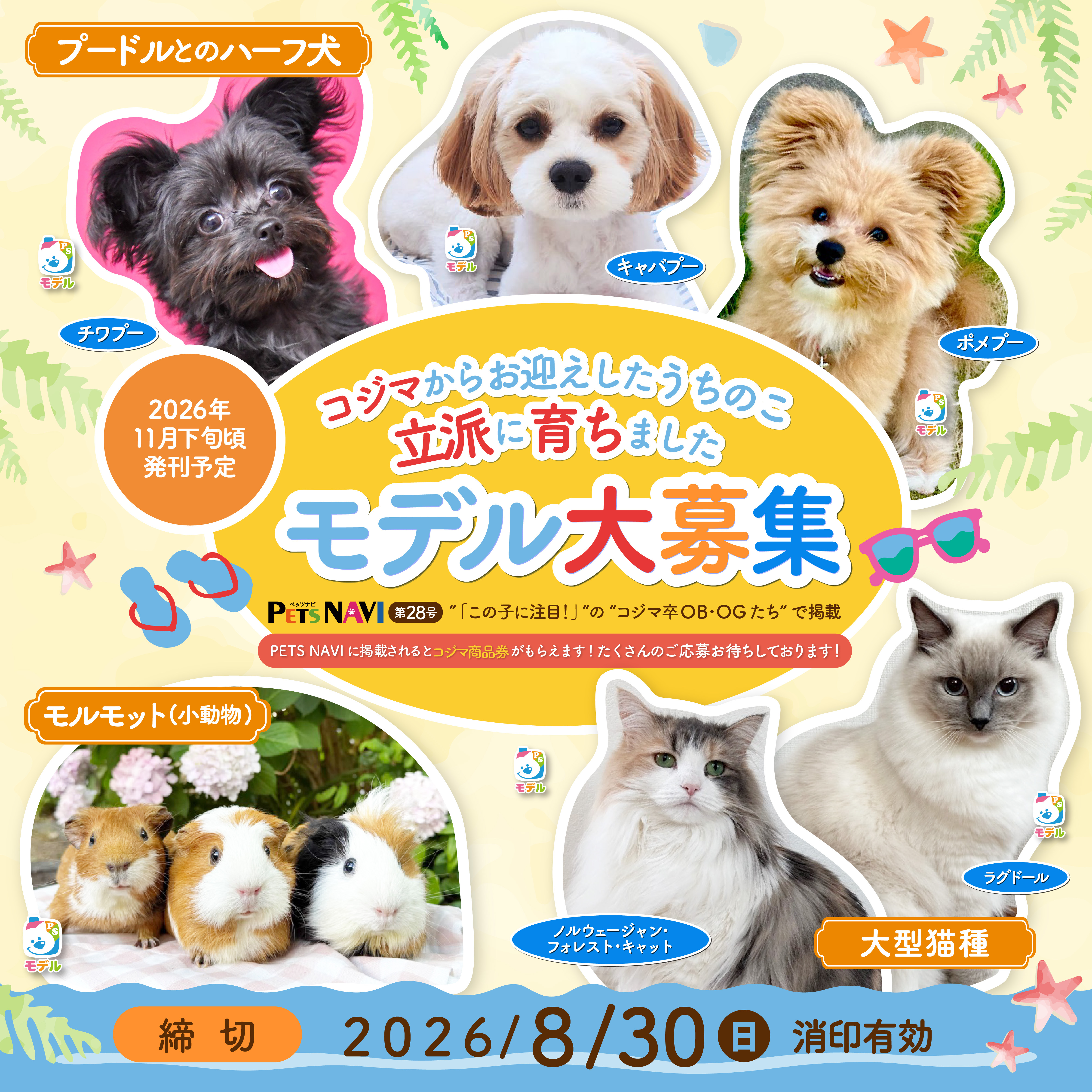 【選ばれたらモデルデビュー】コジマでお迎えされた子大募集!写真を応募してPETSNAVIに載ろう!