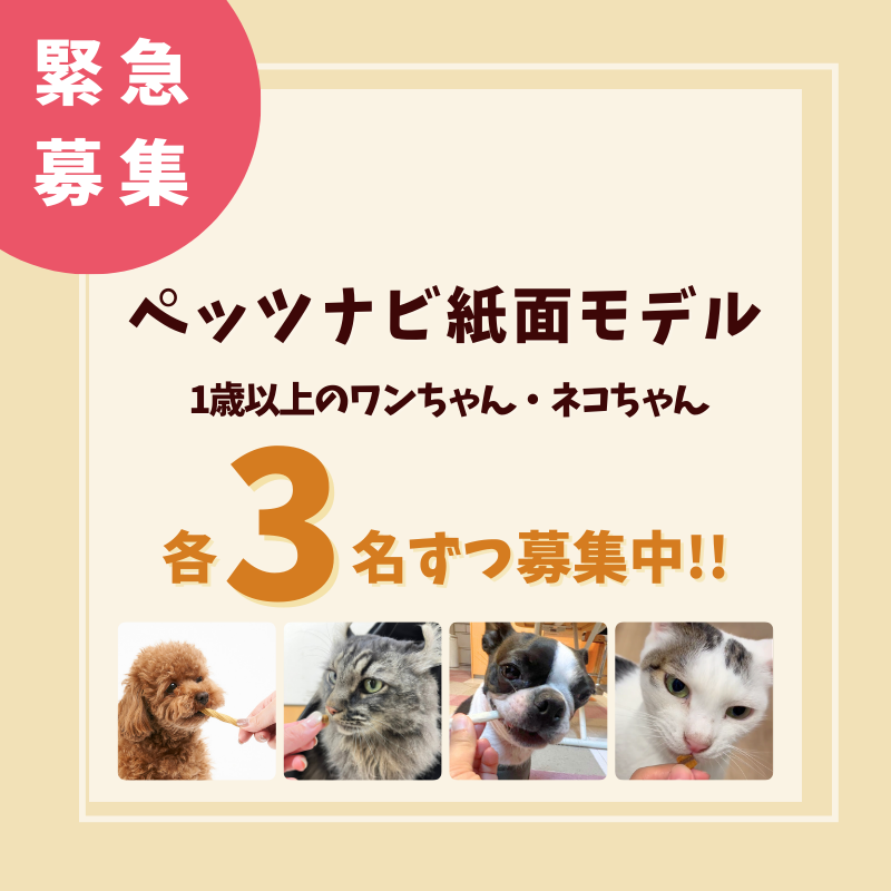 【緊急募集】ペッツナビ27号の紙面モデルを募集中！