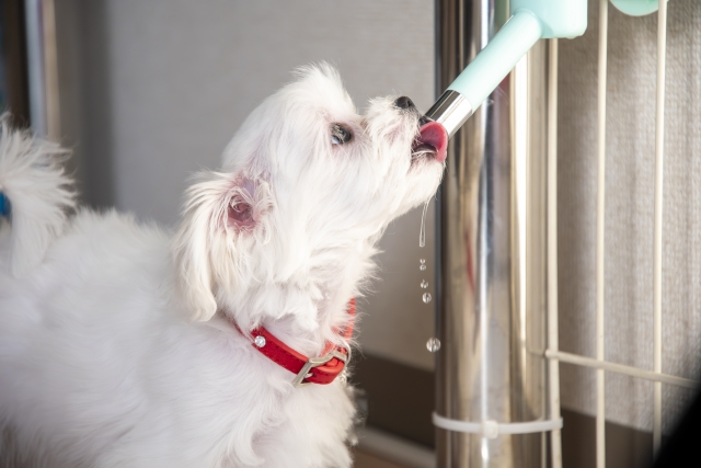 水を飲むマルチーズ
