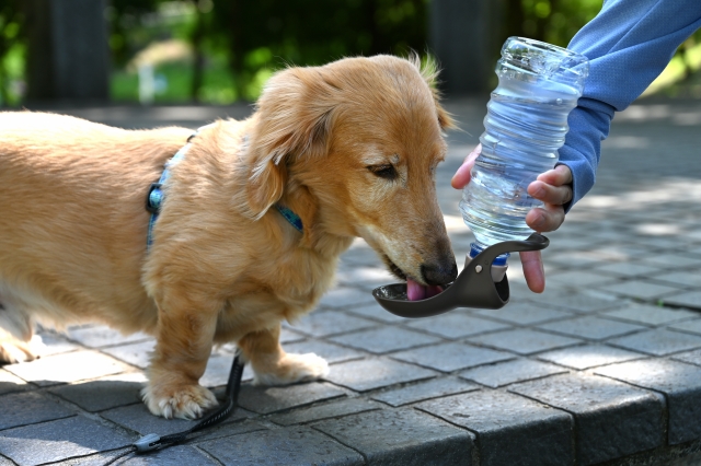 散歩中に水を飲むダックスフンド