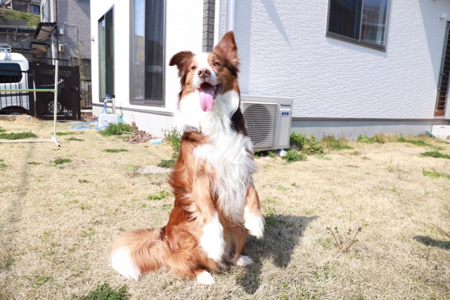 茶色のボーダーコリー