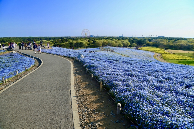 国営ひたち海浜公園