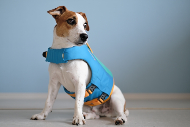 ベスト型ライフジャケットを着た犬