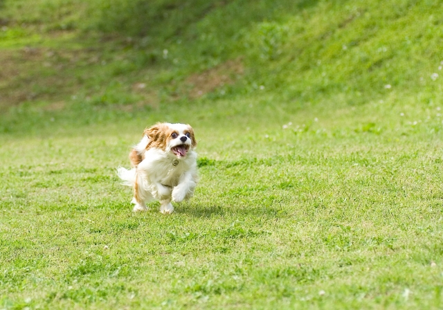 走る犬
