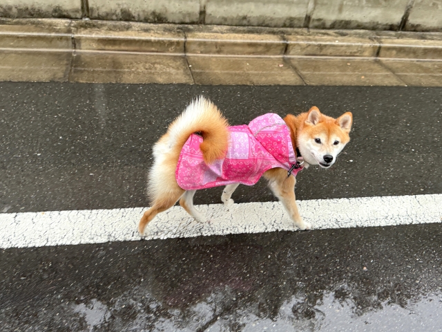 雨の中散歩をしている柴犬