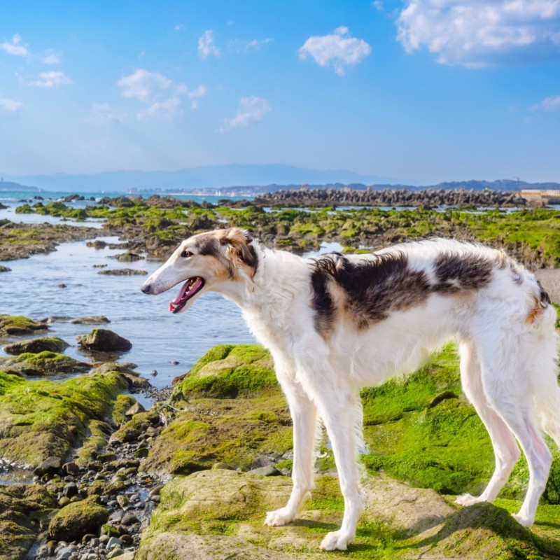 【2026年最新】夏に愛犬と楽しむお出かけスポット8選！関東版