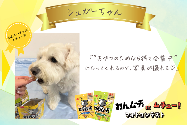 シュガーちゃん