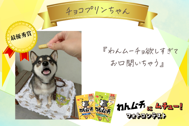 チョコプリンちゃん