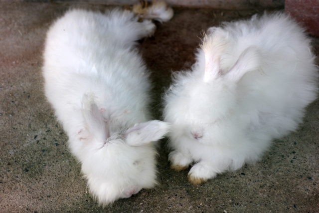 アンゴラウサギ