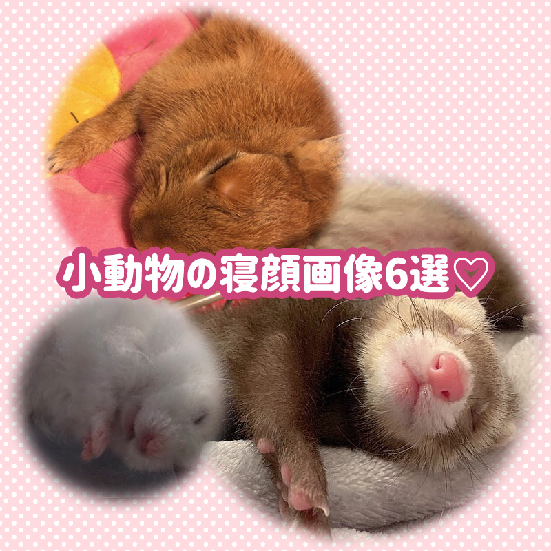 【小動物の寝顔画像6選】うさぎ・ハムスター・フェレットの寝顔が可愛すぎる♡