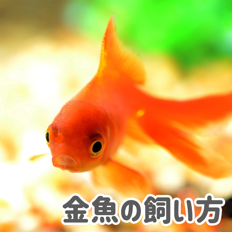 【アクア事業部監修】人気の金魚3種類の寿命や基本的な飼い方は？