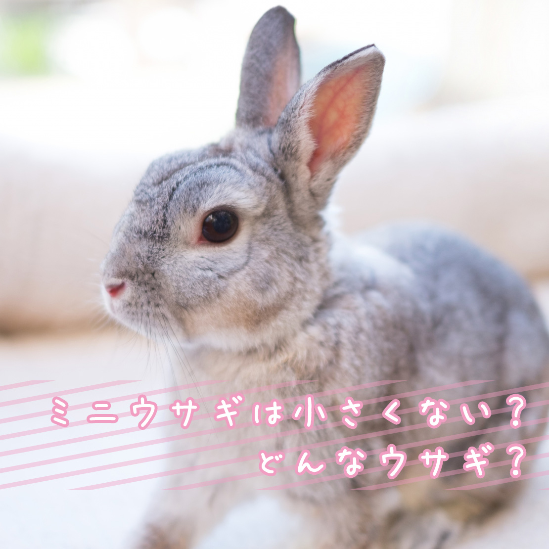 ミニウサギといううさぎの品種はない？ミニウサギの魅力や特徴、飼い方について
