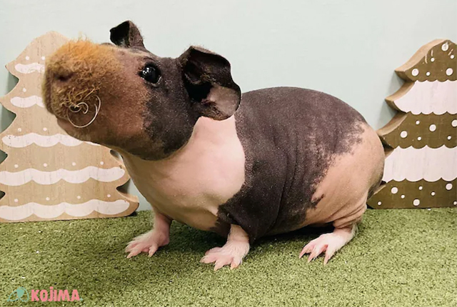 スキニーギアピッグ