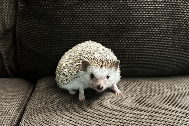 ハリネズミ