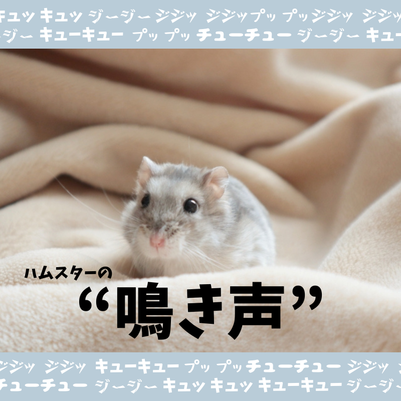 ハムスターの鳴き声でわかる気持ち！この鳴き声は嬉しい？怒っている？