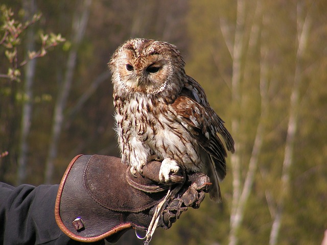 tawny-owl-564497_640