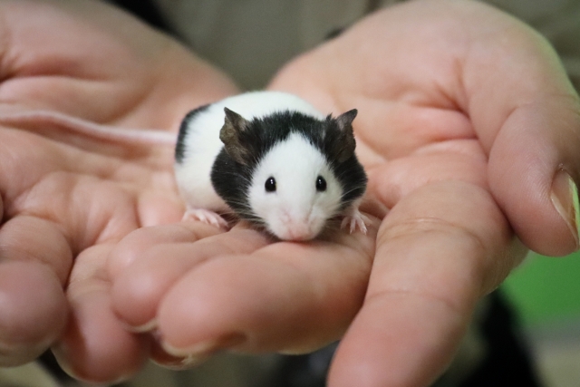 手のひらに乗るパンダマウス