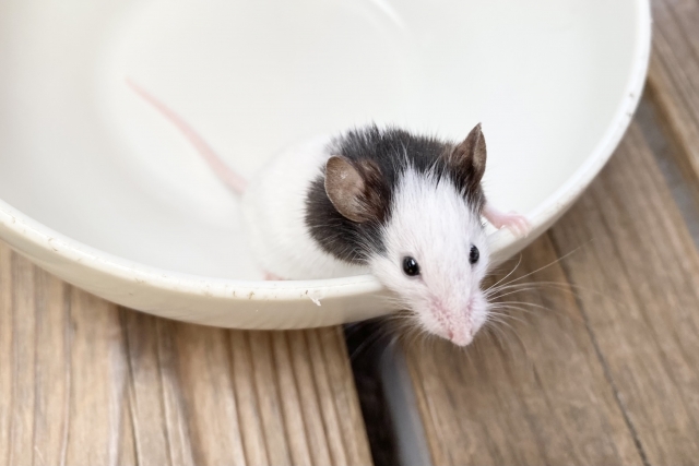 皿に乗ったパンダマウス