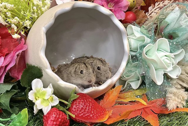 2匹のステップレミング