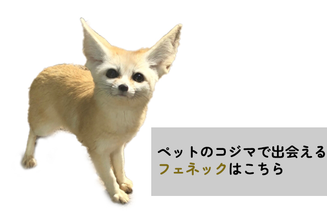 ペットのコジマで出会えるフェネック