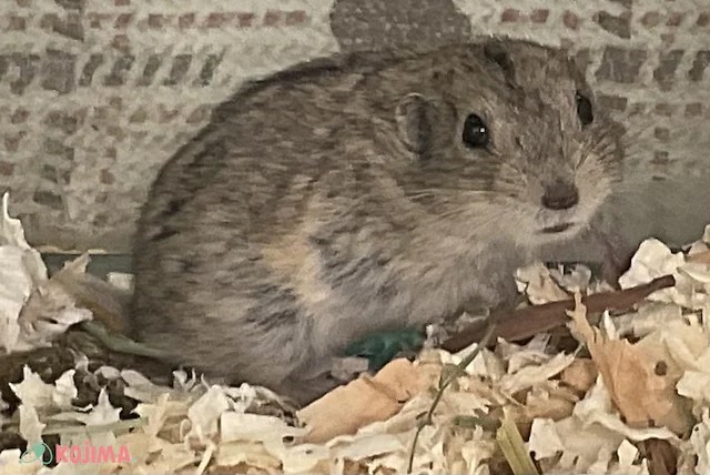 ステップレミング