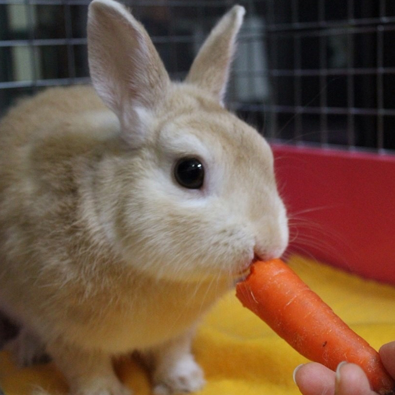 ウサギの歯の特徴・ウサギに多い「不正咬合」について詳しく知ろう