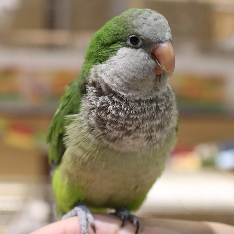 オキナインコは賢くて飼いやすい陽気な鳥！色や性格、飼い方まで徹底解説