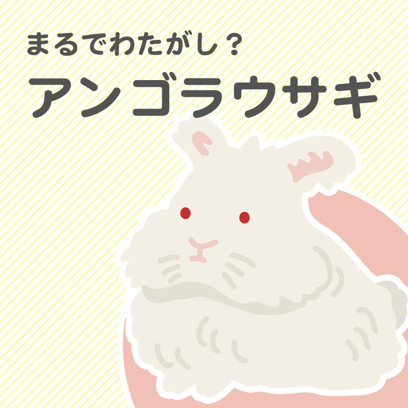 アンゴラウサギはどんなうさぎ？特徴や性格をご紹介！