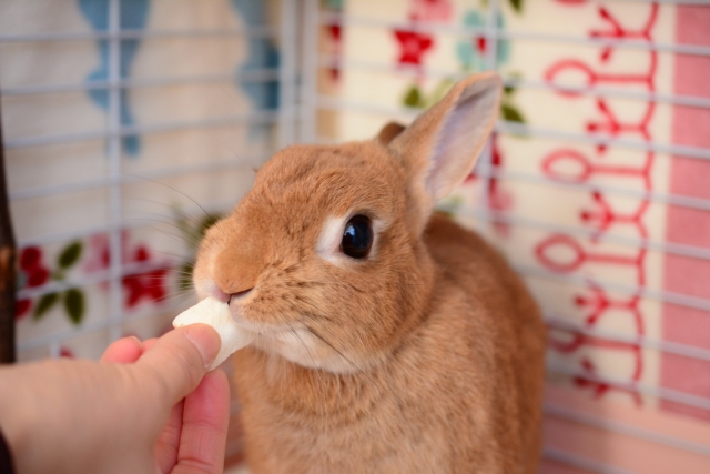 ウサギがご飯を食べない理由は 原因と症状 対処法を徹底解説