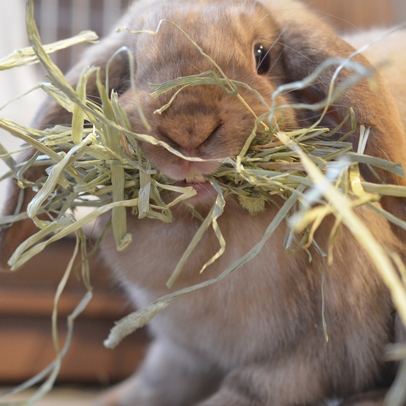 ウサギに牧草を食べさせる意味は？牧草の種類や特徴を徹底解説！