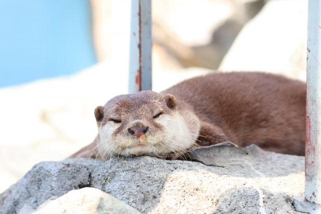 寝ているコツメカワウソ