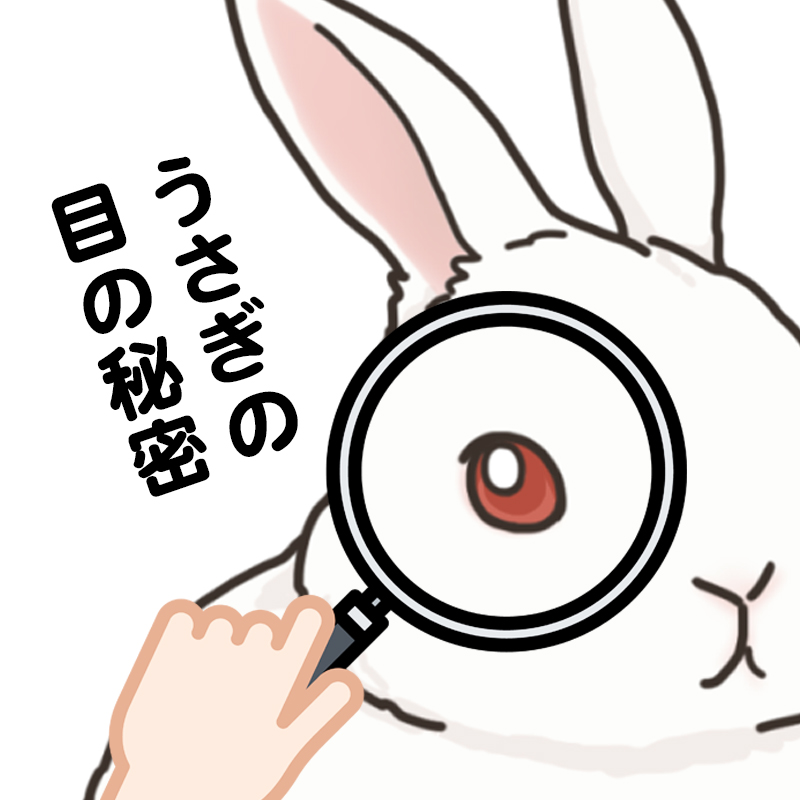 ウサギの目は赤い？視力はどのくらい？ウサギの目の秘密とかかりやすい病気について