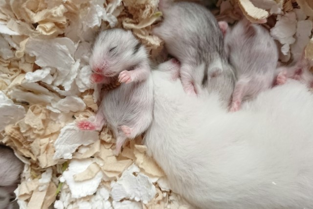 寝ているハムスターの赤ちゃん