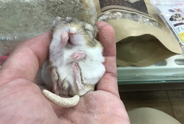 手に乗るマカロニマウス