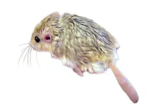 マカロニマウス