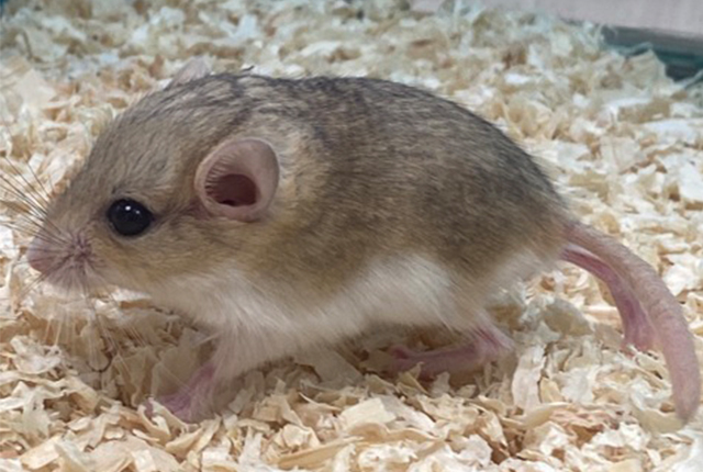 マカロニマウス