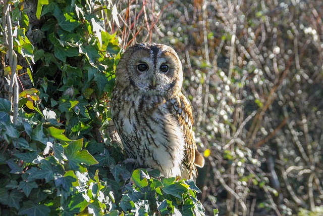 tawny-owl-ga20fa8c8d_640