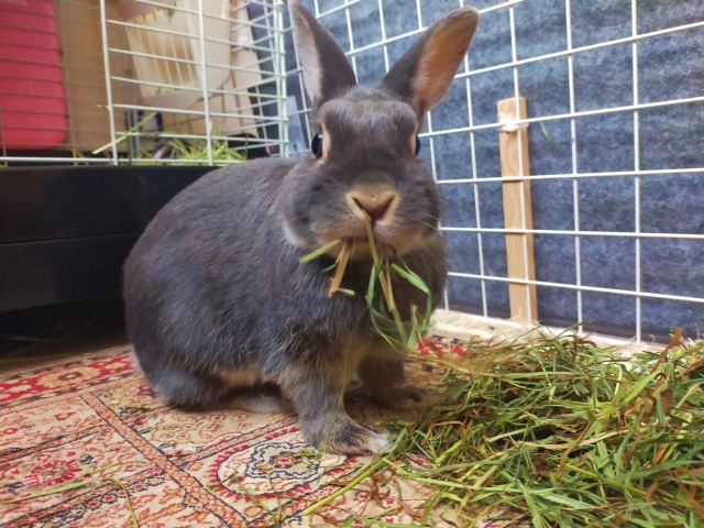 うさぎにとって食糞は普通の行動 うさぎのうんちの種類と食糞しない原因 対処法