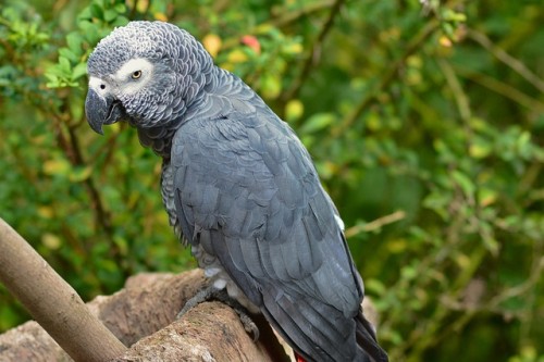 african-gray-parrot-g757359e81_640